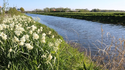 10 kilometer natuurvriendelijke oevers langs de Nieuwe Wetering