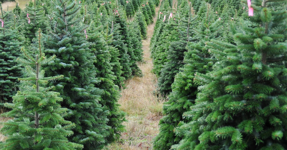 Wijziging kerstboominzameling in Raalte