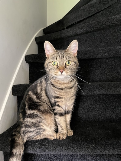 Heb jij Sam, Wolf of Ice gezien? Deze acht huisdieren worden in Hardenberg vermist