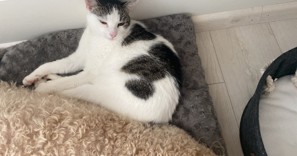 Heb jij Blossom gezien? Dit huisdier wordt in Dronten vermist