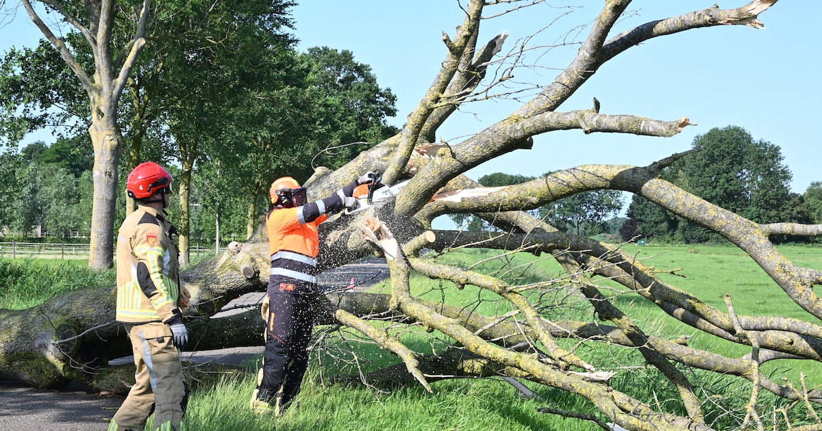 Omgevallen boom blokkeert Ir. Luteijnweg bij Scheerwolde