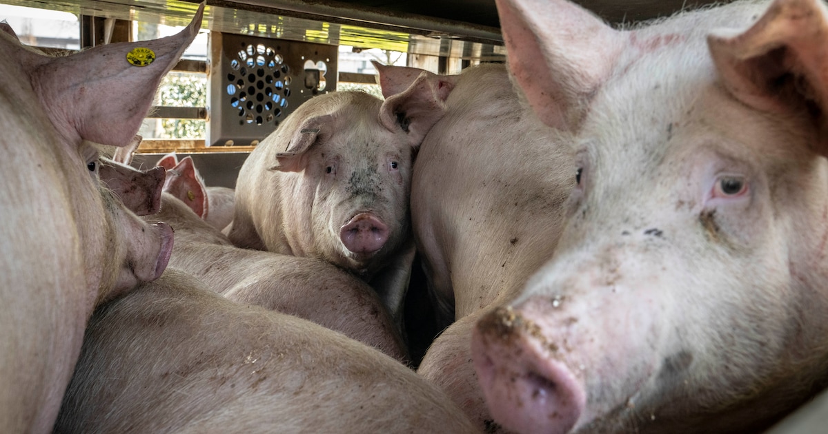 Kabinet wil geen diertransport meer op snikhete dagen