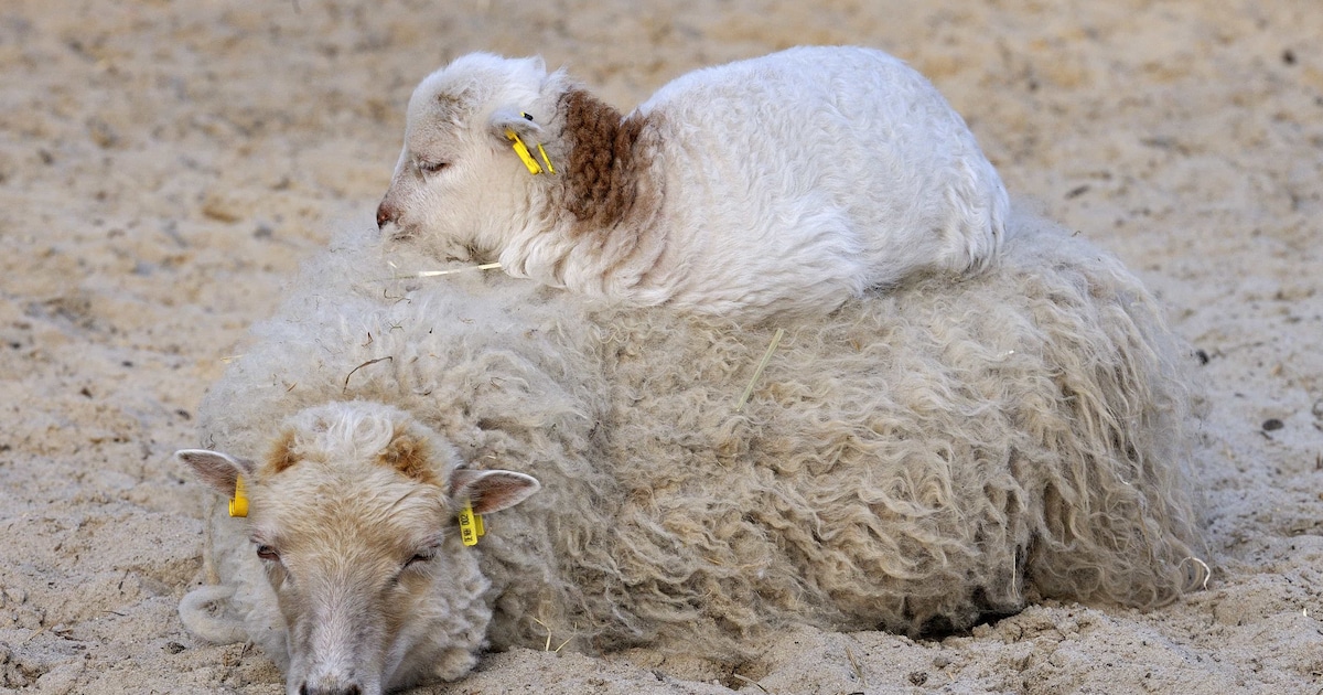 Hoe schattig: Volop geboortes in dierentuin Nordhorn