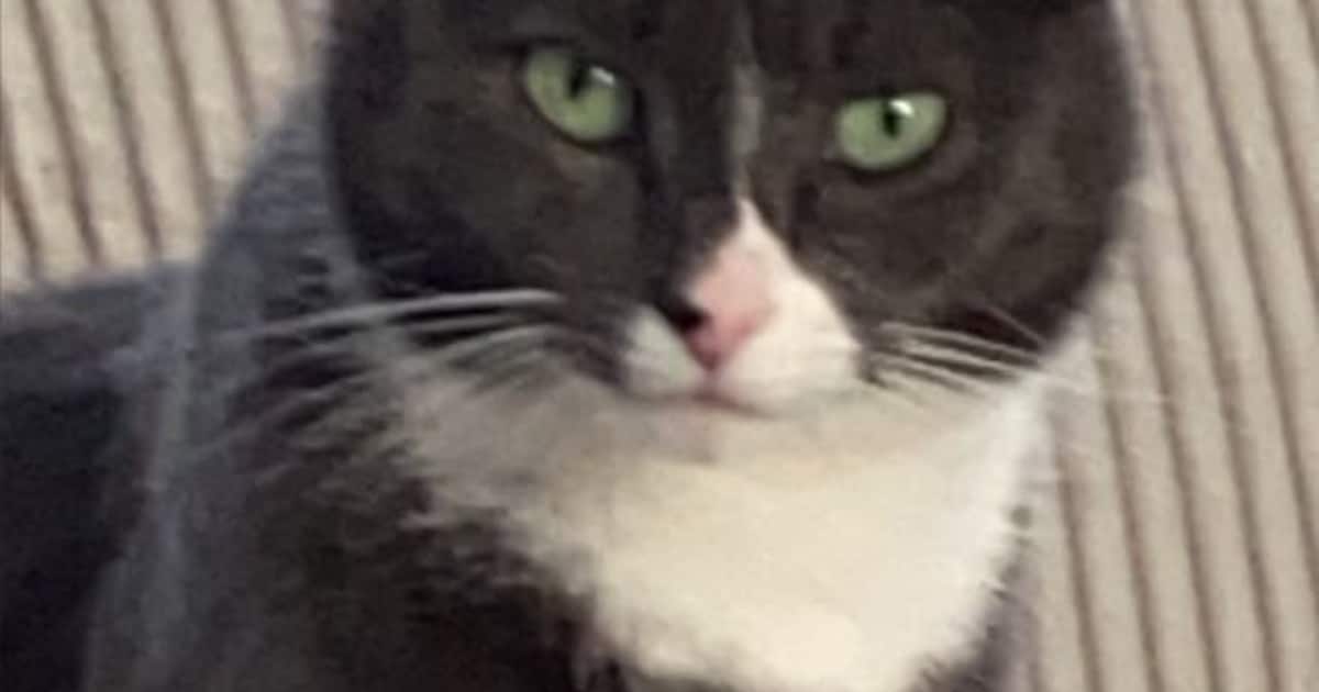 Heb jij Muffin of Jindy gezien? Deze twee huisdieren worden in Ermelo vermist