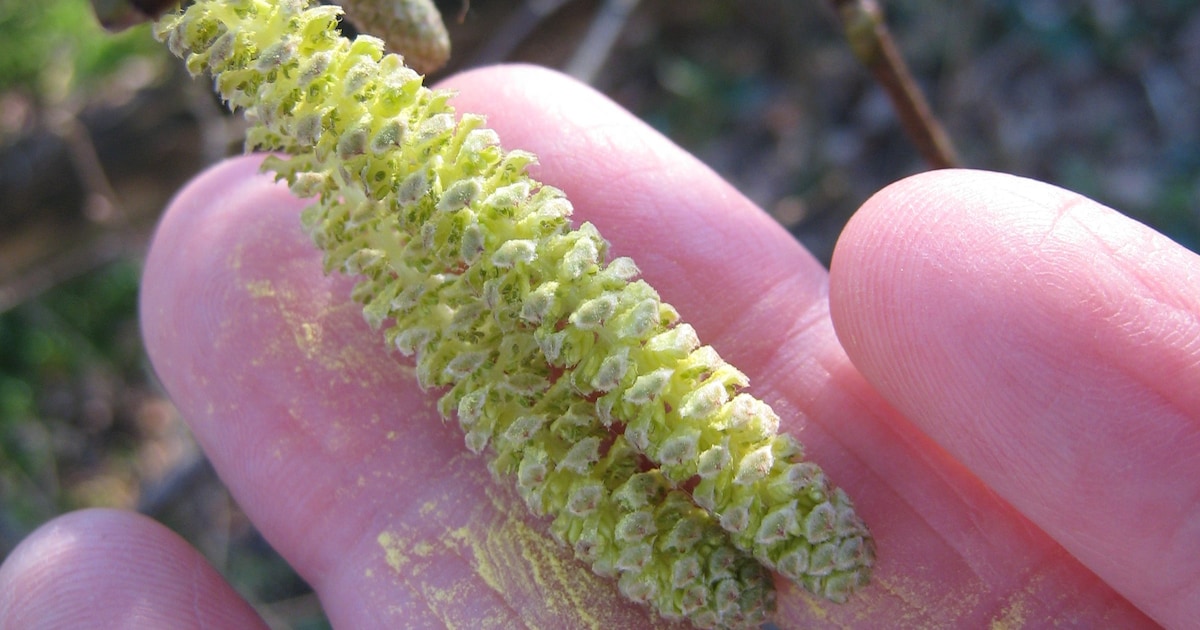‘Masterclass’ van IVN Apeldoorn belicht pollen en stadsvogels