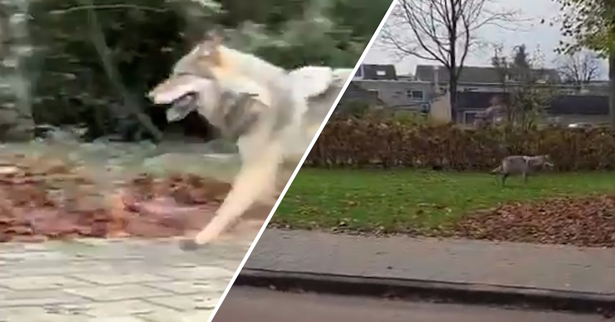 KIJK | Omstanders filmen wolf op straat in Ermelo: ‘Wat de f*ck’