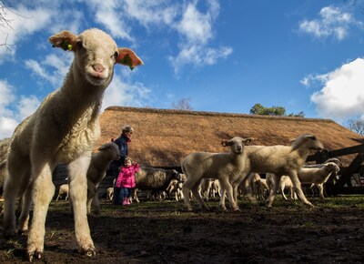 Knuffelen, knutselen en een streekmarkt tijdens Lammetjesdag op de Lemelerberg