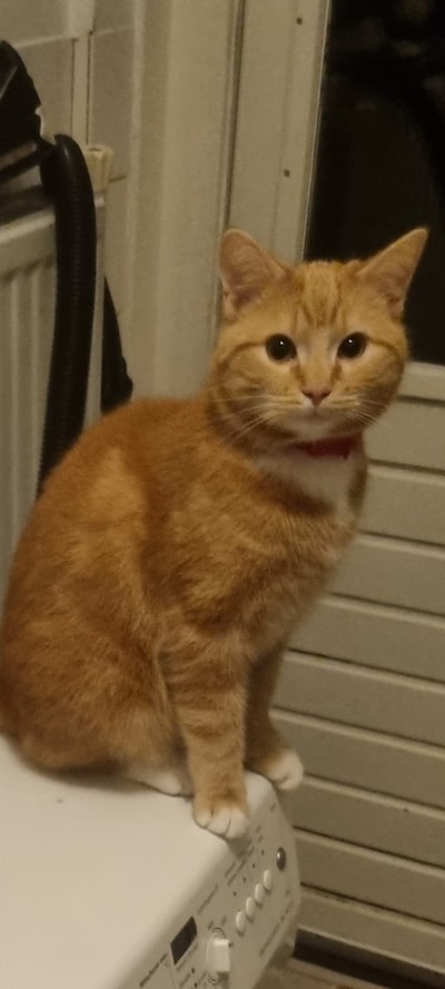 Heb jij Carfield gezien? Dit huisdier wordt in Hattem vermist