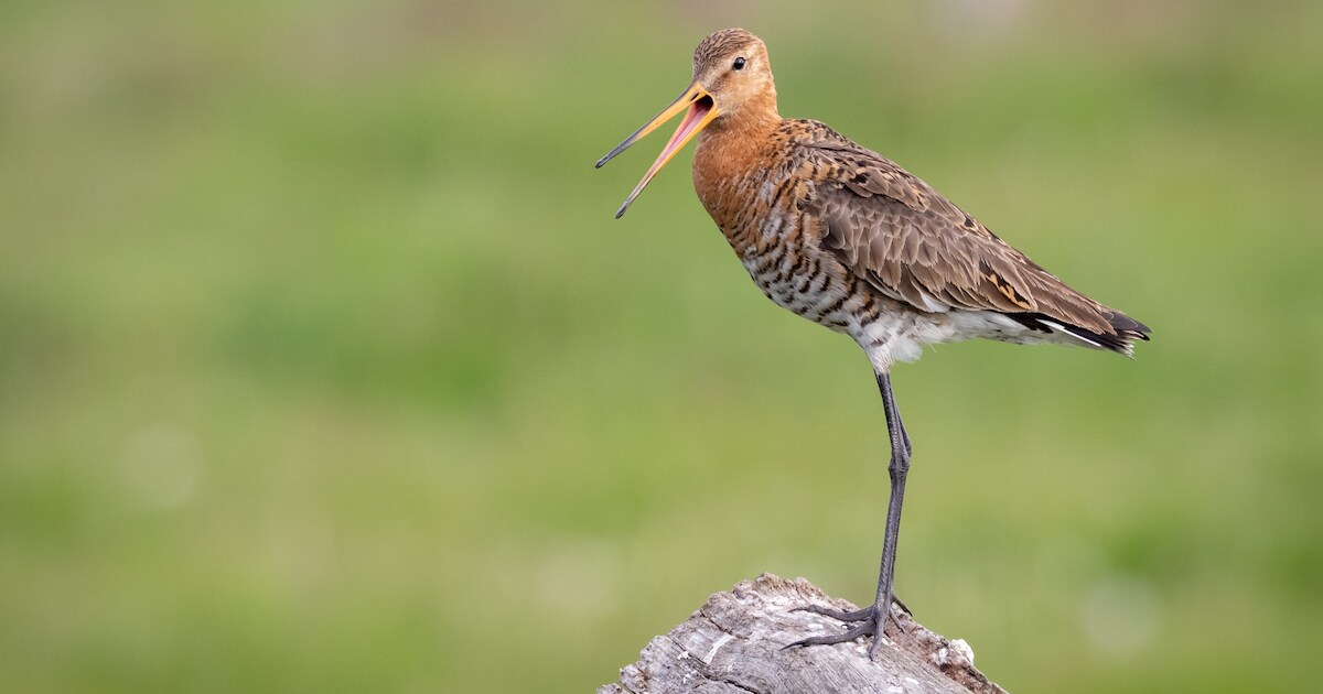 Land van Ons houdt open dag op biodivers landbouwperceel in Lettele