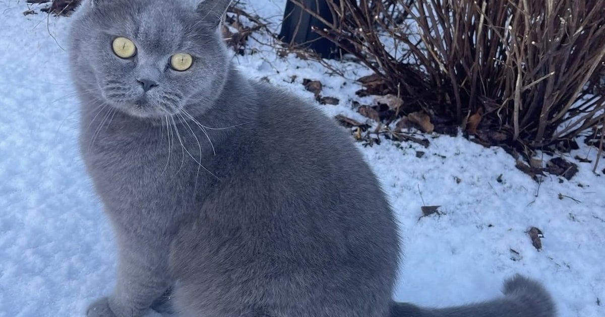 Heb jij Muis, Nala of Lemon gezien? Deze vijf huisdieren worden in Dronten vermist