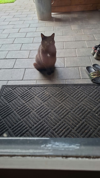 Heb jij Doppie gezien? Dit huisdier wordt in Hardenberg vermist