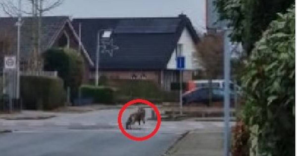 Wolf loopt door Betuwse woonwijken, inwoners schrikken zich rot: ‘Echt ...