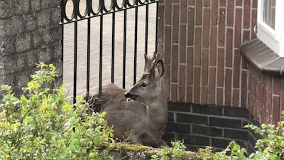 KIJK | Brandweer knipt hek stuk om spartelende ree te redden in Teuge