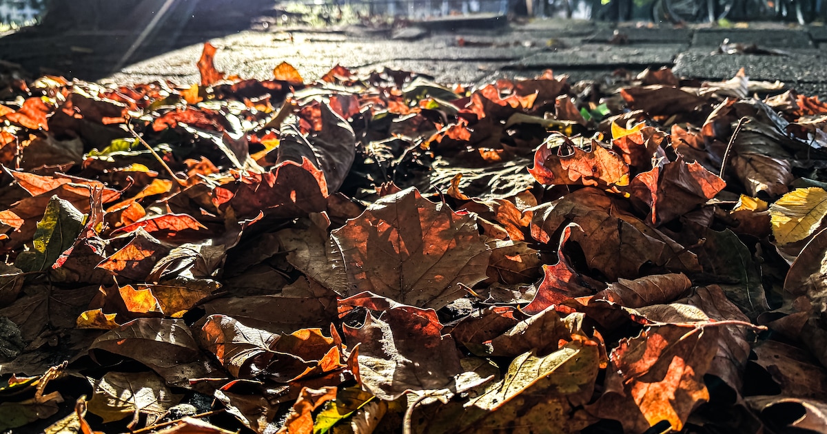 Herfstbladeren veranderen in confetti tijdens knutselmiddag