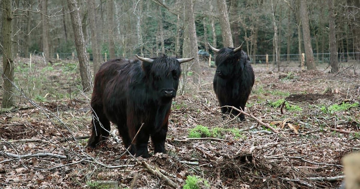 Mini-natuurpark ‘’Het Broake Bos’’ in Bathmen | Regio | De Stentor.nl