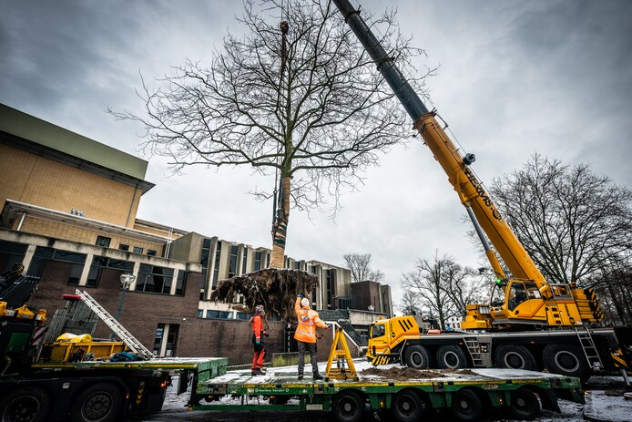 Bomen op Koningsplein moeten wijken voor nieuwbouw Stadstheater Arnhem ...