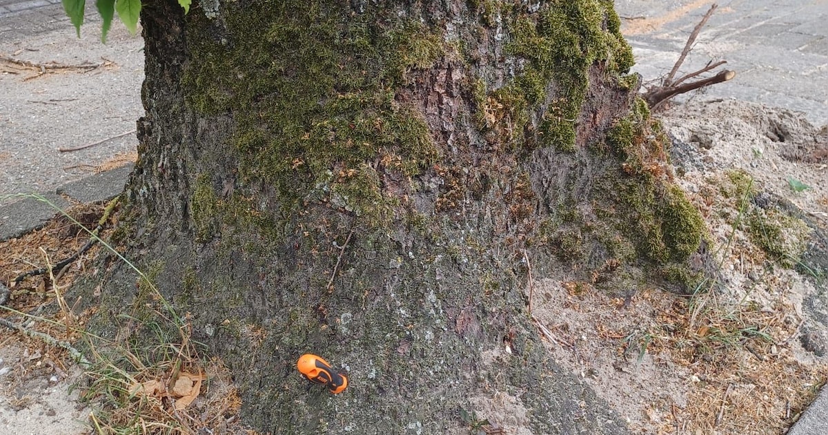 Tien bomen vernield, mogelijk met gif ingespoten: ‘Wist niet wat ik hoorde’