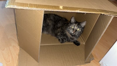 Heb jij Bluey, Bailey of Gosha gezien? Deze zes huisdieren worden in Lelystad vermist