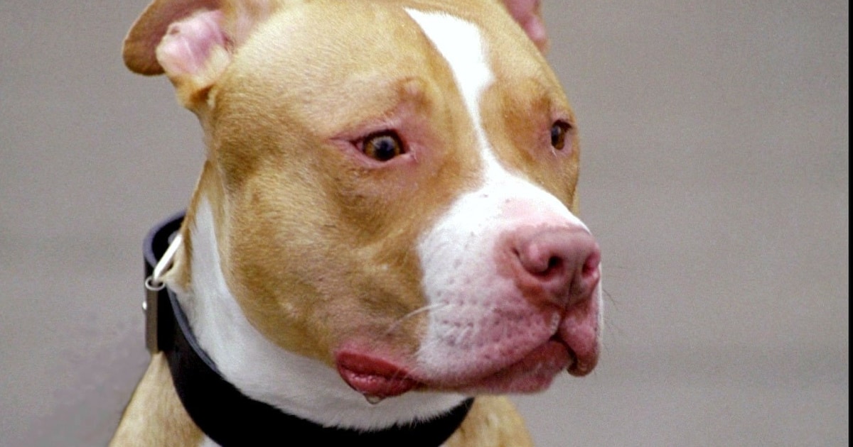 De politie greep in en zijn pitbull kreeg een spuitje, toch spreekt de rechter Zutphenaar vrij