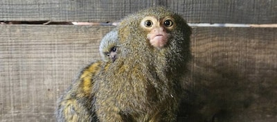 Verrassing in dierentuin: baby voor kleinste aap ter wereld, verzorgers dachten alleen mannetjes te 