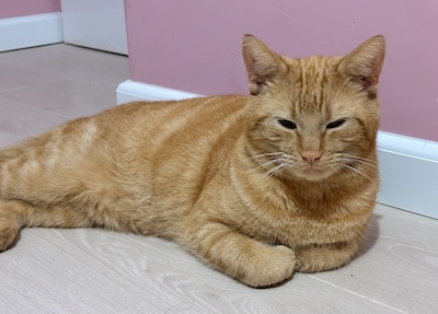 Heb jij Leo gezien? Dit huisdier wordt in Bronckhorst vermist