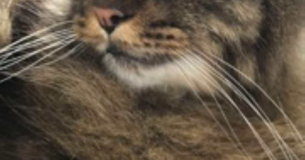 Heb jij Noëlle of Pouky gezien? Deze twee huisdieren worden in Lochem vermist