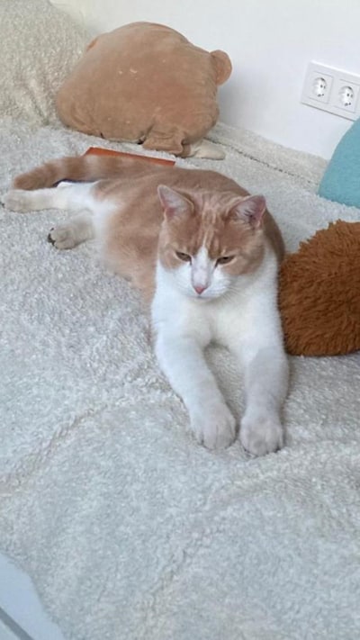 Heb jij Simba gezien? Dit huisdier wordt in Epe vermist