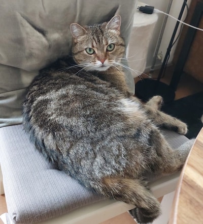 Heb jij Mia, Launi of Harley gezien? Deze vier huisdieren worden in Putten vermist