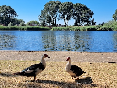 Jongeren gooien stenen naar broedende eenden in Emmeloord: ‘Waar zit je verstand?’