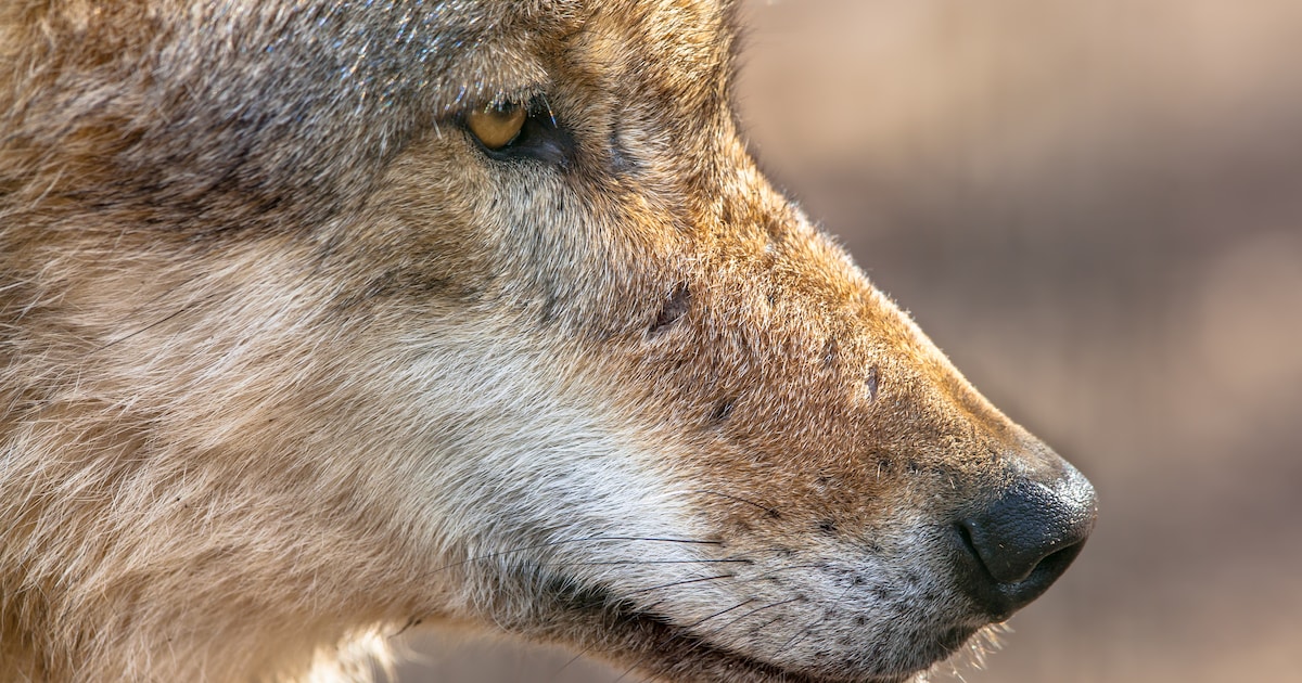 Nieuwe wolvenaanval in Flevoland? BIJ12 doet onderzoek naar dood van zes schapen in Biddinghuizen