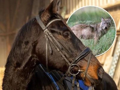 Paarden zwaar toegetakeld na vermoedelijke wolvenaanval: ‘Vo
