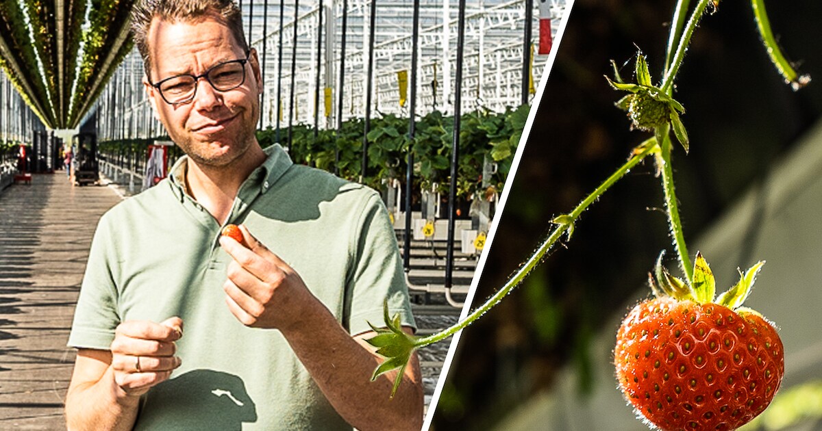 Jan (39) is de aardbeienkoning van Nederland (en wil evengoed zijn oogst van miljoenen kilo’s verdub
