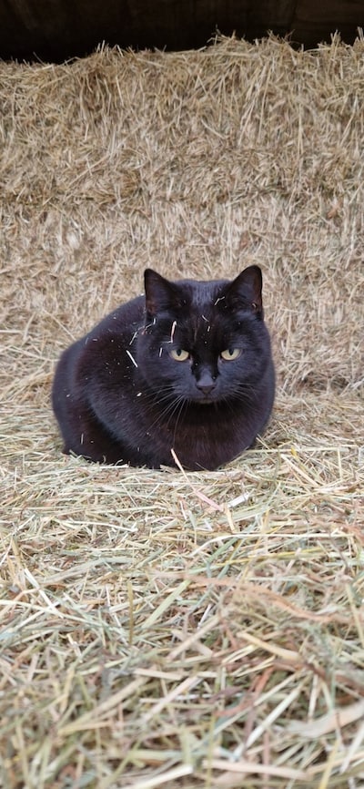 Heb jij Billy, Snoes of Mickey gezien? Deze drie huisdieren worden in Epe vermist