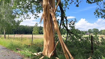 Bliksem! Bomen aan gort door natuurgeweld: ‘Machtig harde kl