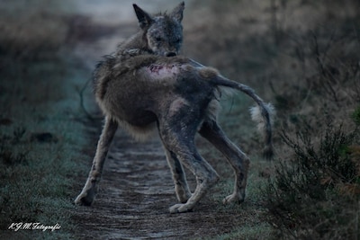 Niet agressief, wel minder schuw: hoe schurft wolven verandert