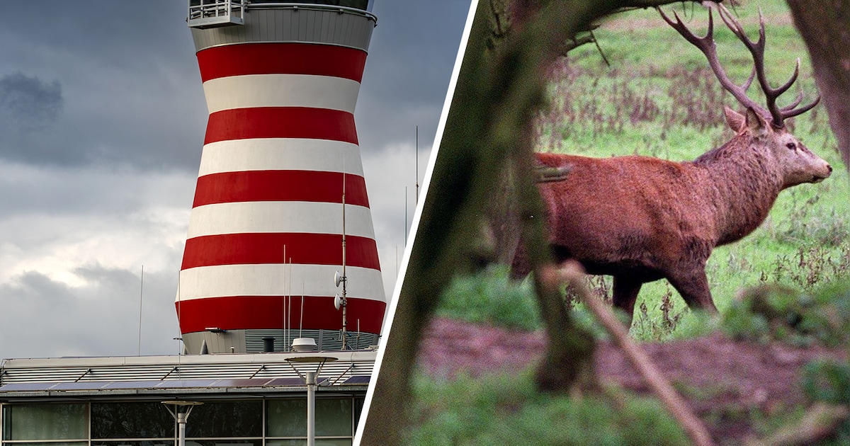 Onrust op de Veluwe over openstellen Lelystad Airport: ‘Gebied is kwetsbaar’