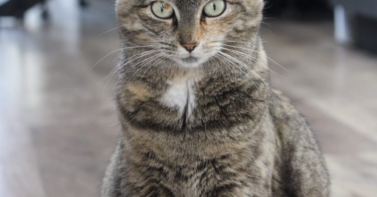 Heb jij Bob of Luna gezien? Deze twee huisdieren worden in Noordoostpolder vermist
