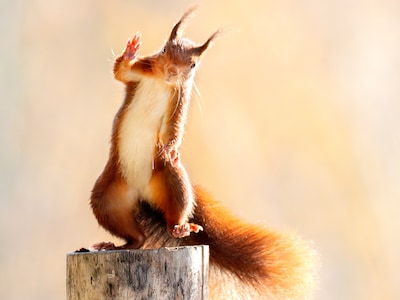 Deze foto van een zwaaiende eekhoorn lijkt nep, maar Stan zat er 40 uur voor in het bos: ‘Zit een pl