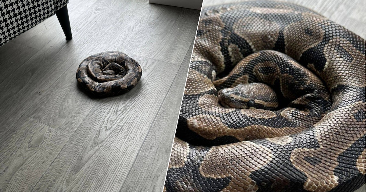 Man ziet opeens deze python in zijn woning liggen: ‘Hij moet in de bank ...