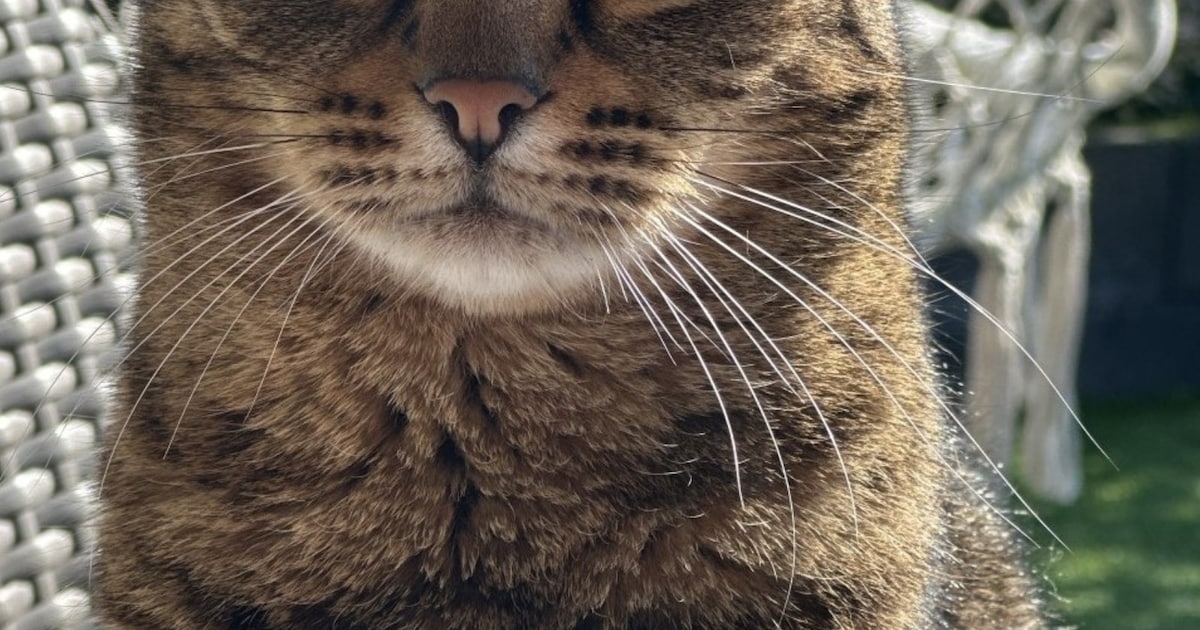 Heb jij Siem of Lola gezien? Deze twee huisdieren worden in Zutphen vermist