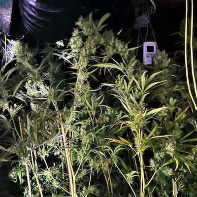 Grote hennepkwekerij in huis in Gronau, twee Nederlanders opgepakt