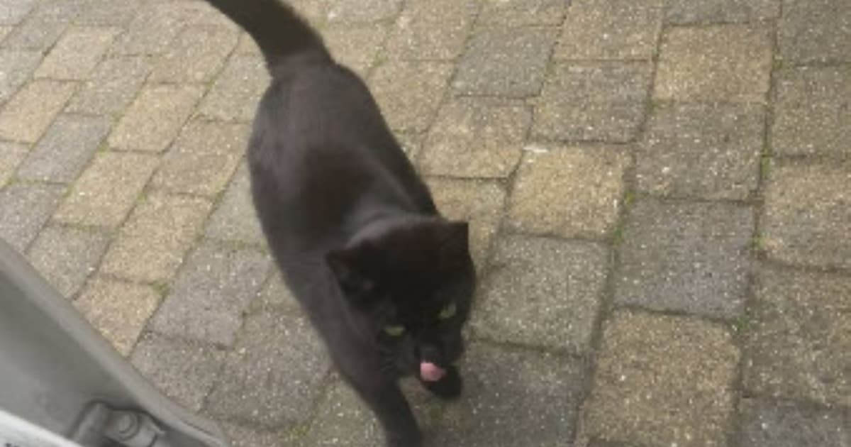 Heb jij Blacki gezien? Dit huisdier wordt in Lochem vermist