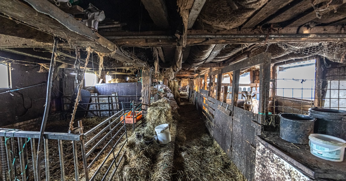 Rechter slaakt diepe zucht: tientallen dieren verwaarloosd, maar vader en zoon komen niet opdagen