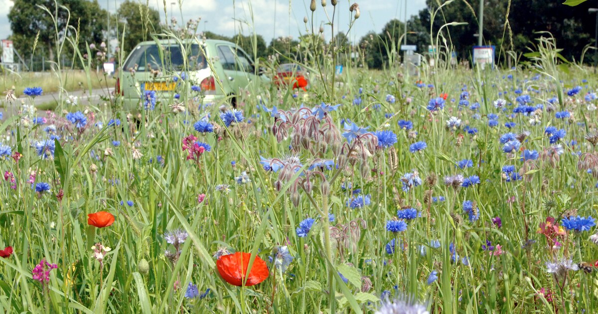 Van ‘oerlelijk onkruid’ naar wilde bloemenzee: ik had het mis
