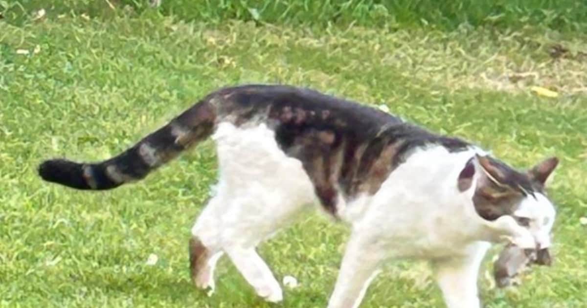 Heb jij Hector, Hazel of Otis gezien? Deze vier huisdieren worden in Ommen vermist