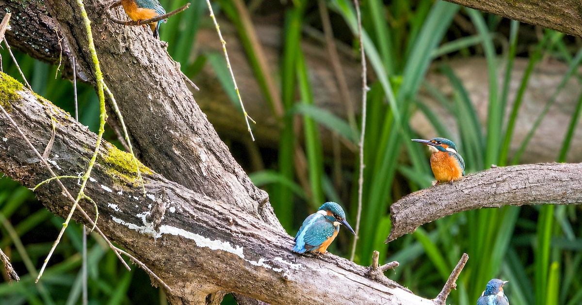 Dit stuurden jullie in: Gerard vangt vier ijsvogeltjes op één foto • Serenade voor vertrekkende Alme