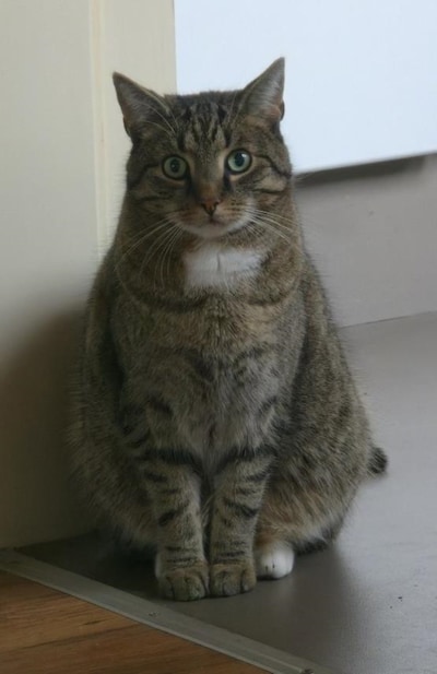 Heb jij Nikki of Mailo gezien? Deze twee huisdieren worden in Hellendoorn vermist