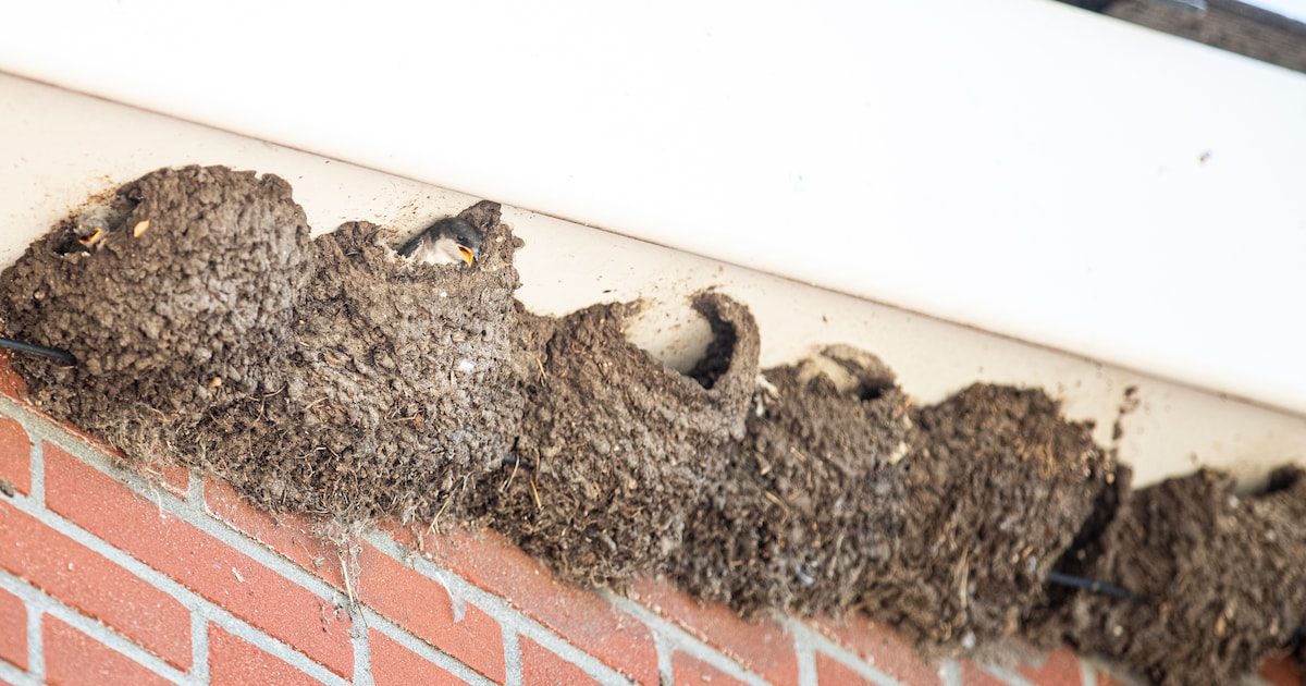 Buurtbewoner slaat alarm als nestjes verdwijnen: agenten vinden vuilniszakken met dode zwaluwen en e