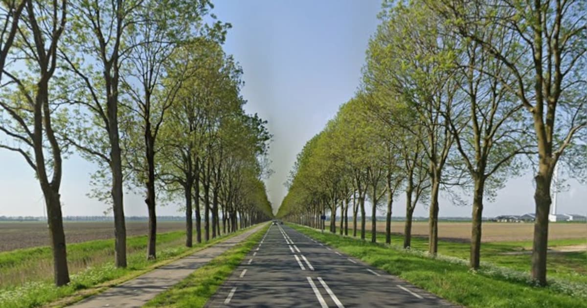 Provincie stelt kap van zieke bomen langs Swifterweg uit vanwege weer