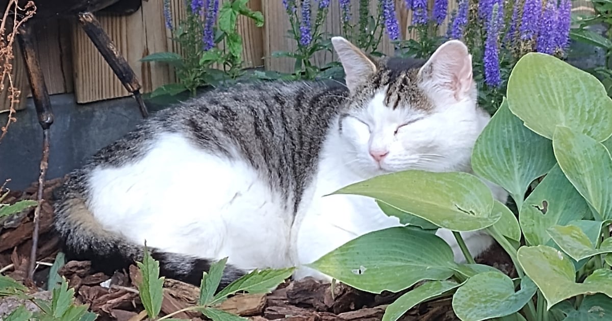 Heb jij Sammy gezien? Dit huisdier wordt in Lelystad vermist